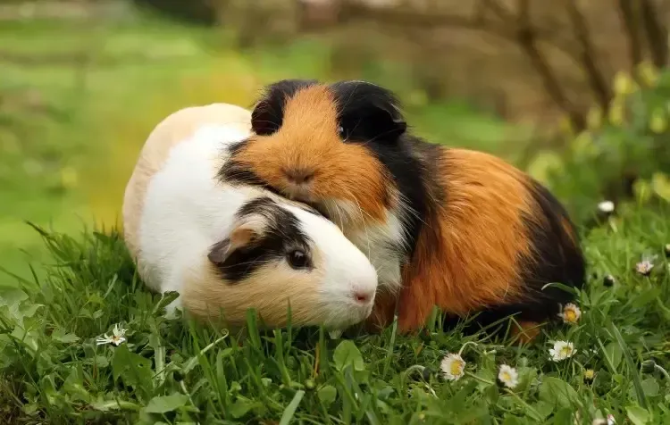 Imagem do Porquinho da Índia